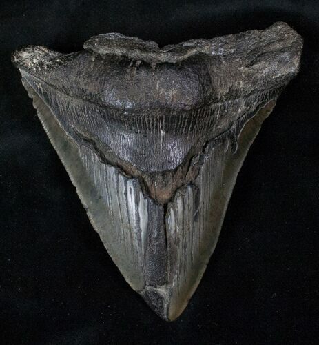 Bargain Fossil Megalodon Tooth #13073